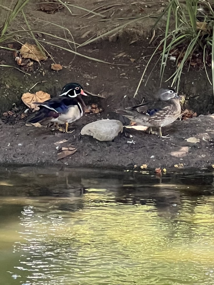 Wood Duck - ML620469539