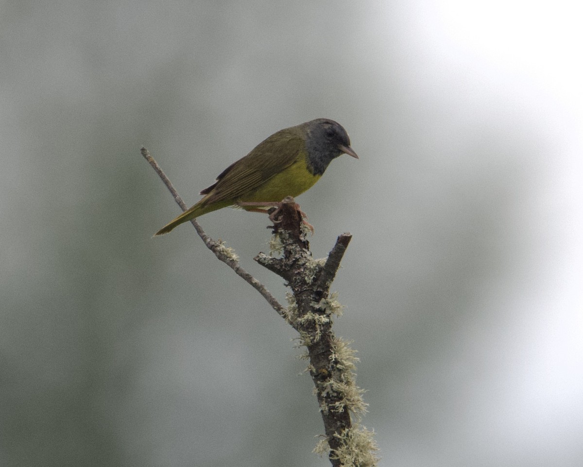 Mourning Warbler - Larry Waddell