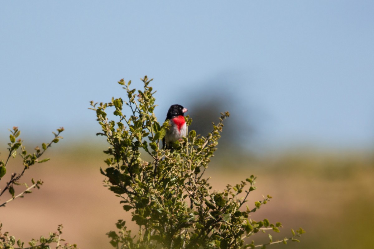 Rose-breasted Grosbeak - ML620469541