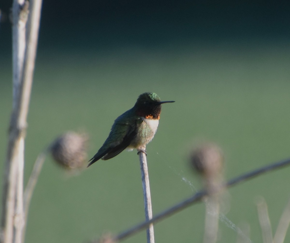 Colibrí Gorjirrubí - ML620469547