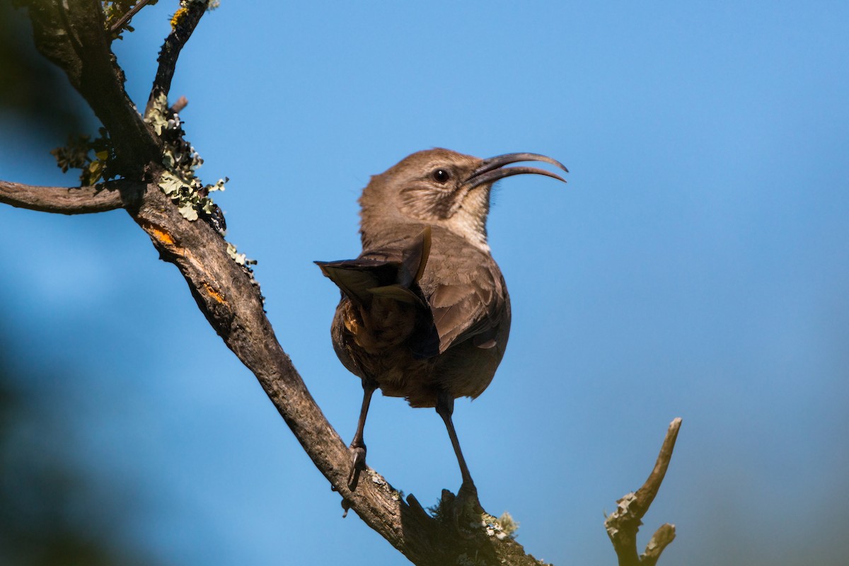 California Thrasher - ML620469549