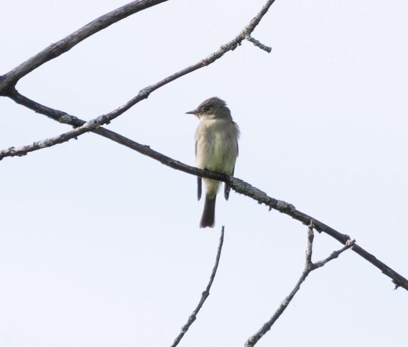 Eastern Wood-Pewee - ML620469551