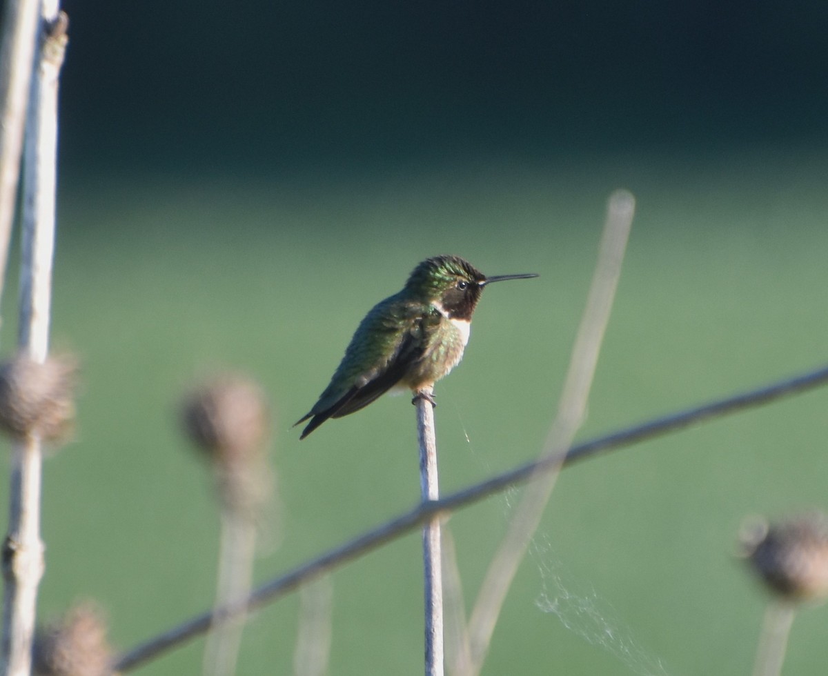 Ruby-throated Hummingbird - ML620469554