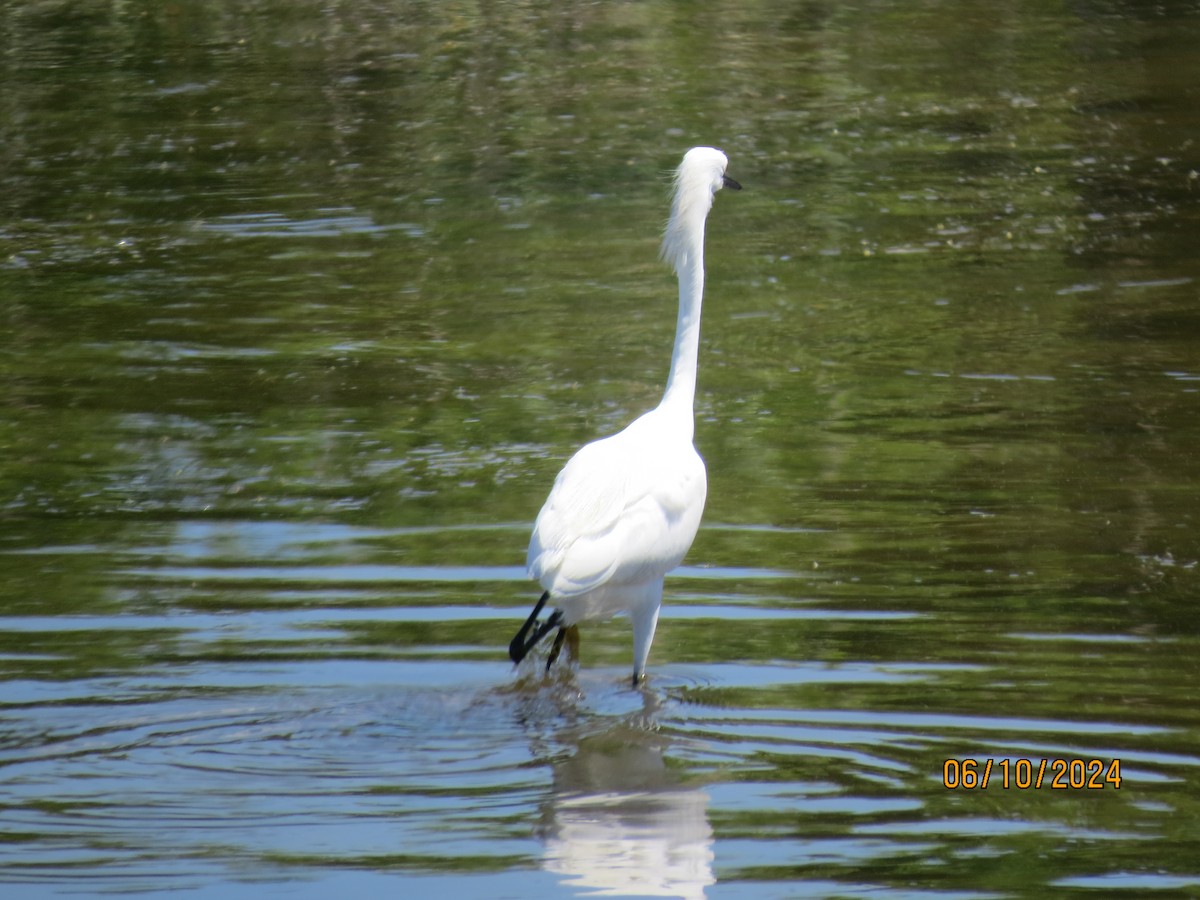 Snowy Egret - ML620469561