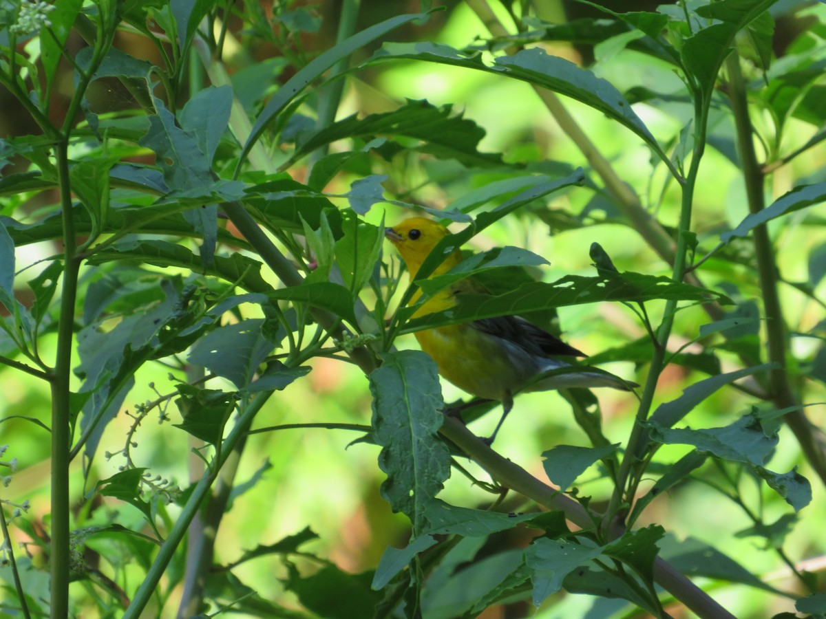 Prothonotary Warbler - ML620469567