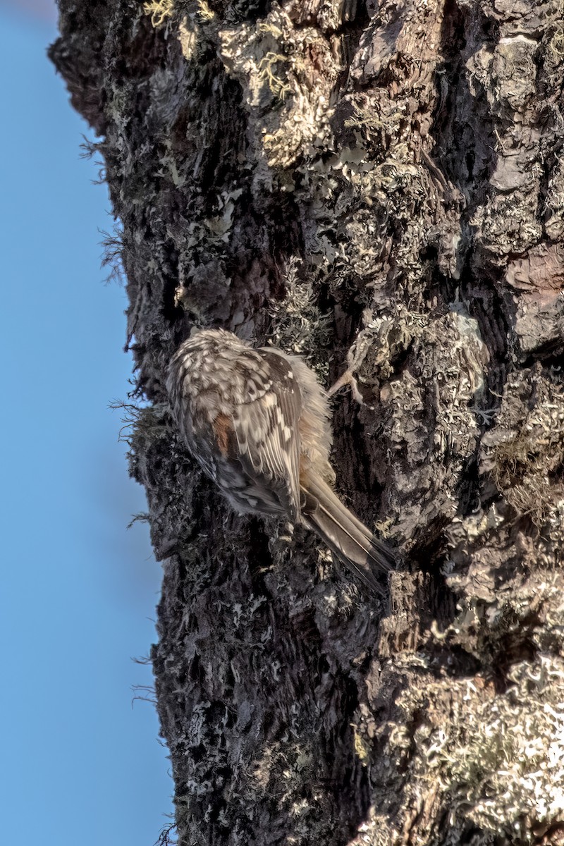 Brown Creeper - ML620469570