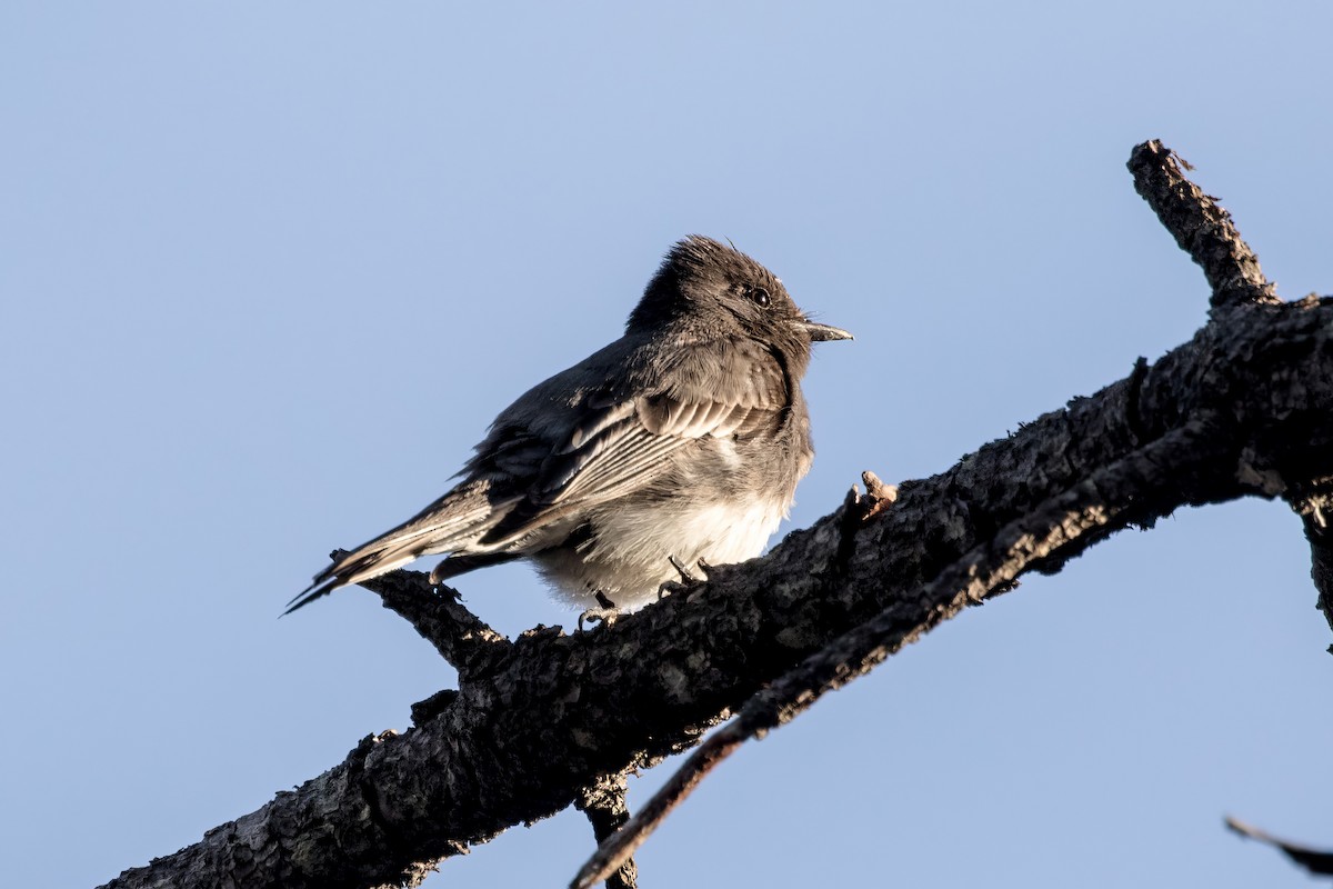 Black Phoebe - ML620469578