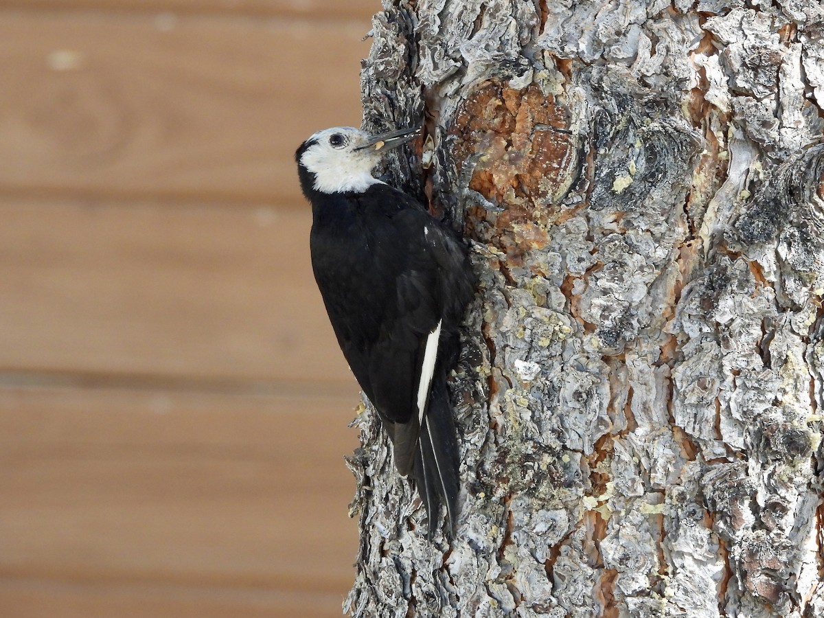 White-headed Woodpecker - Joshua Mitchell