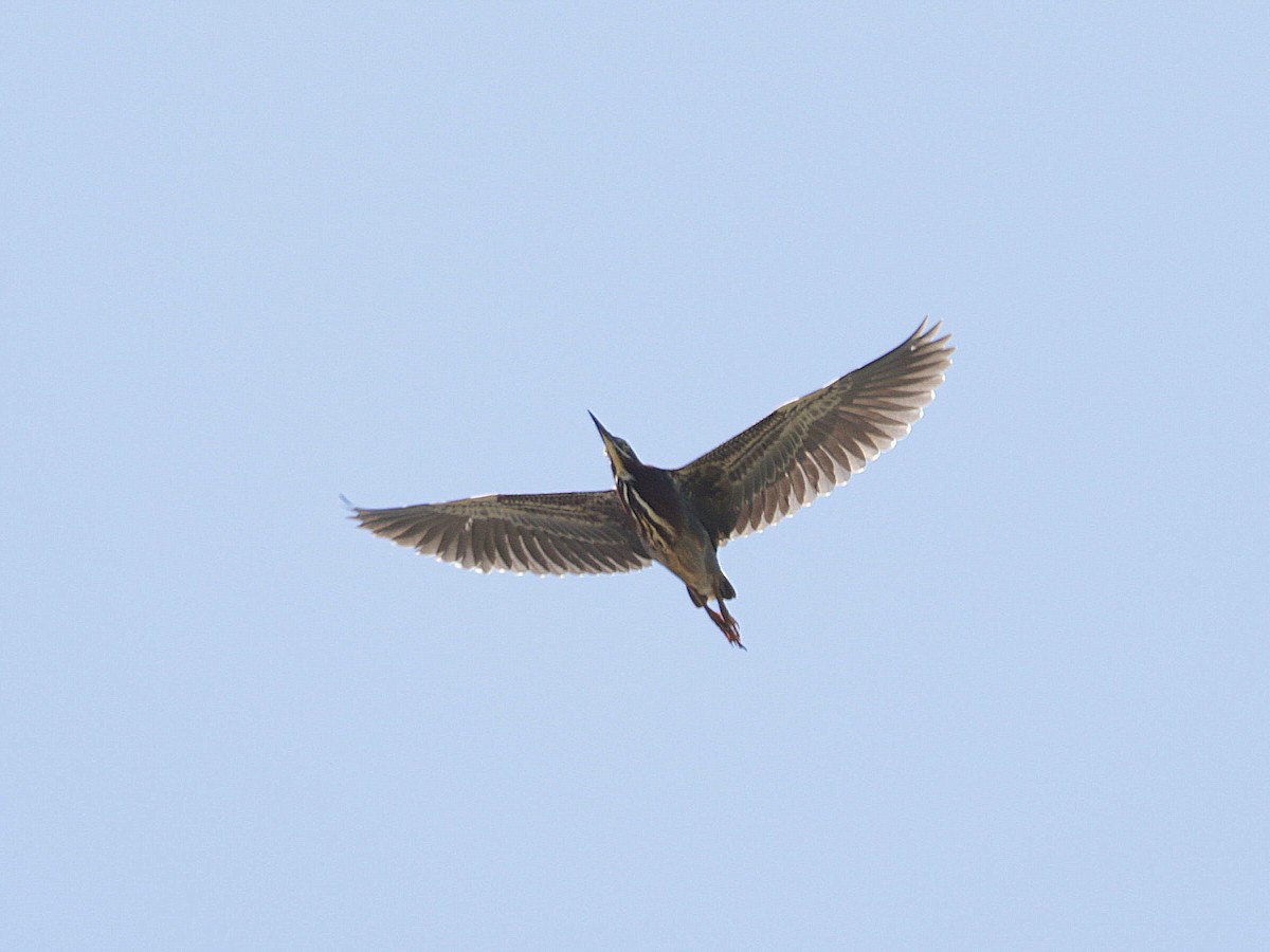 Green Heron - ML620469584