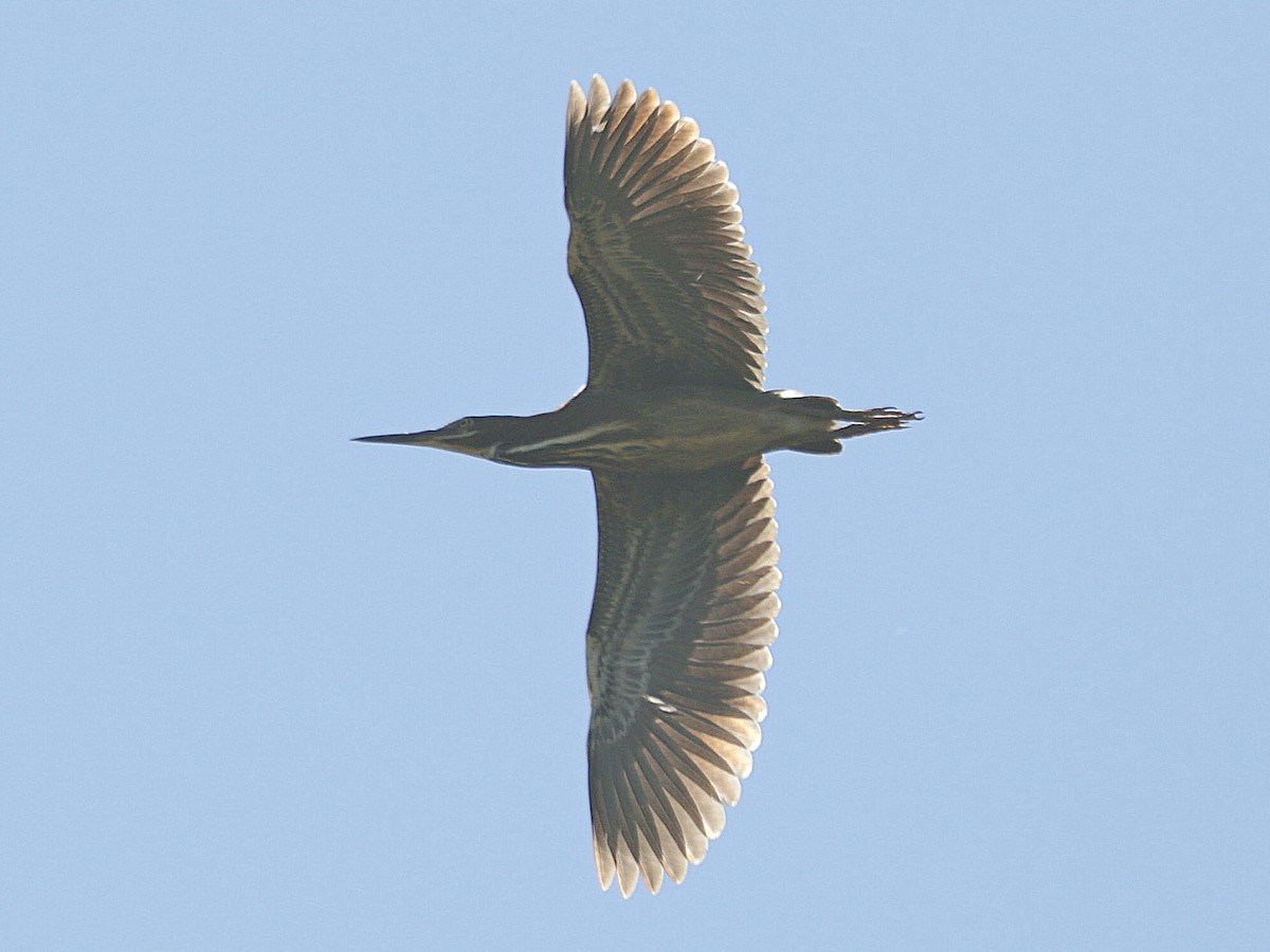 Green Heron - Mike Lee