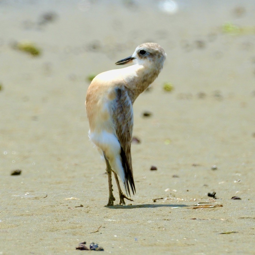 Red-breasted Dotterel - ML620469588