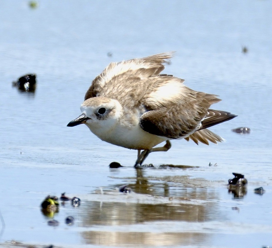 Red-breasted Dotterel - ML620469589