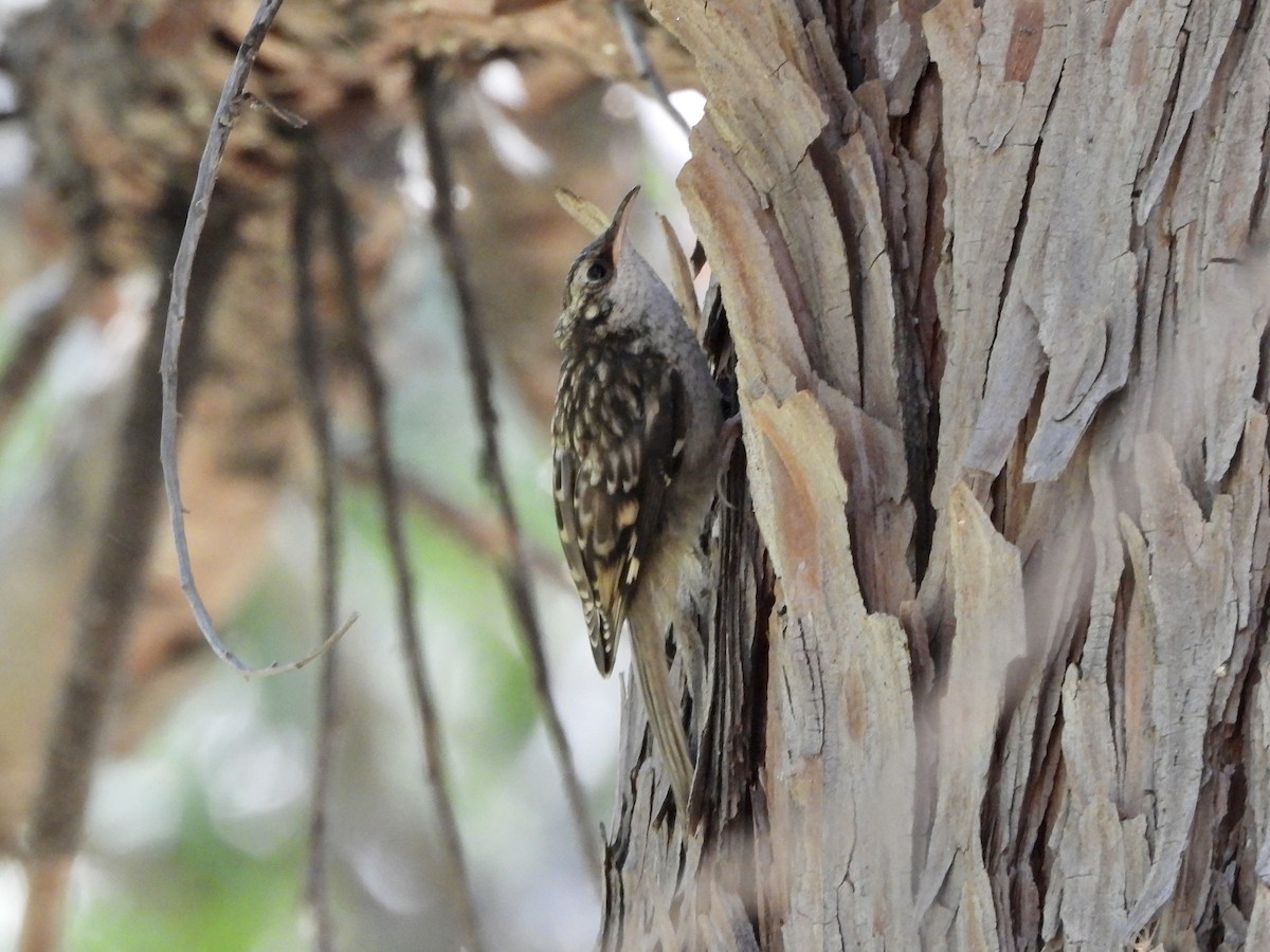 Brown Creeper - ML620469590