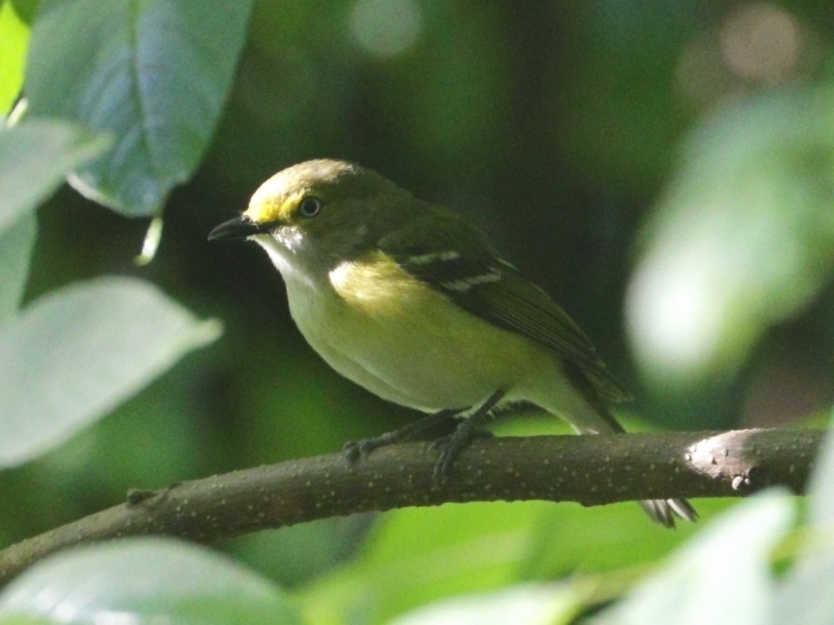 Ak Gözlü Vireo - ML620469593