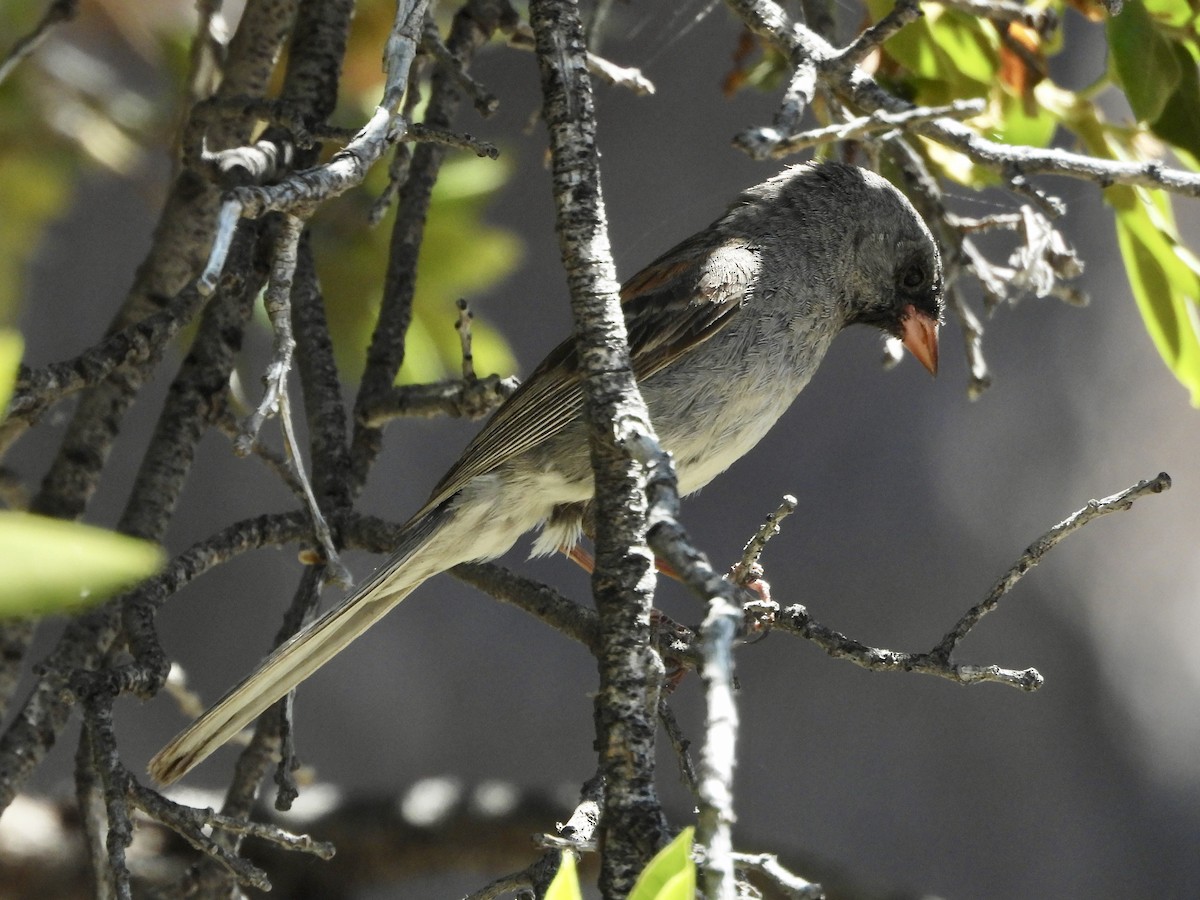 Black-chinned Sparrow - ML620469594