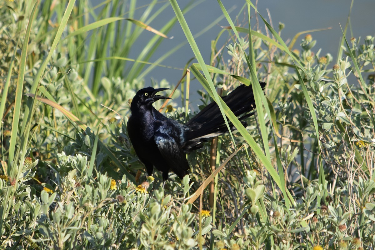 Great-tailed Grackle - ML620469595