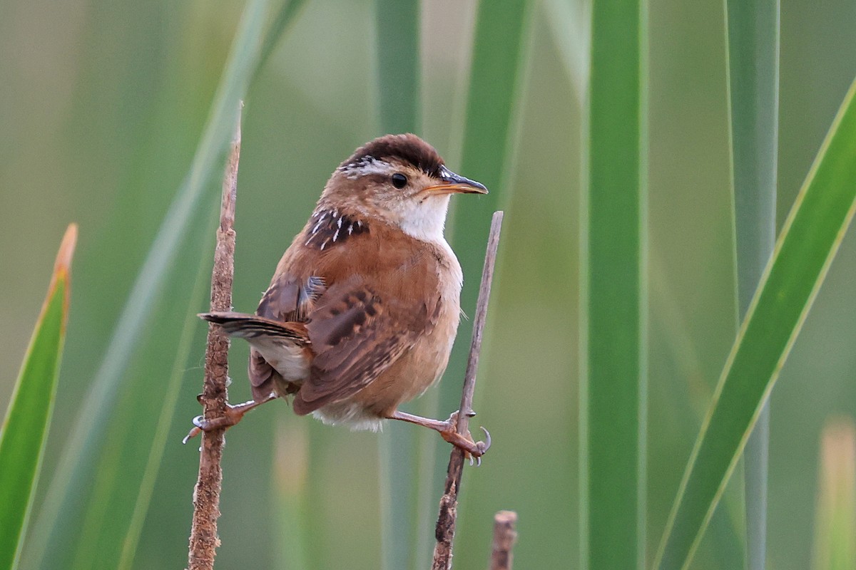 Marsh Wren - ML620469596