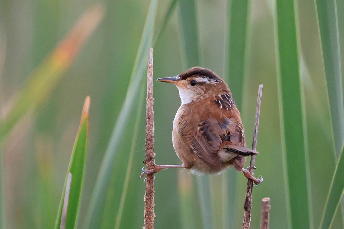 Marsh Wren - ML620469597