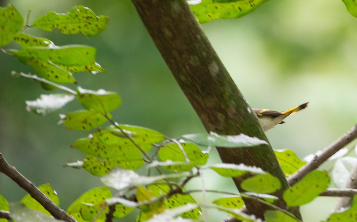 American Redstart - ML620469598