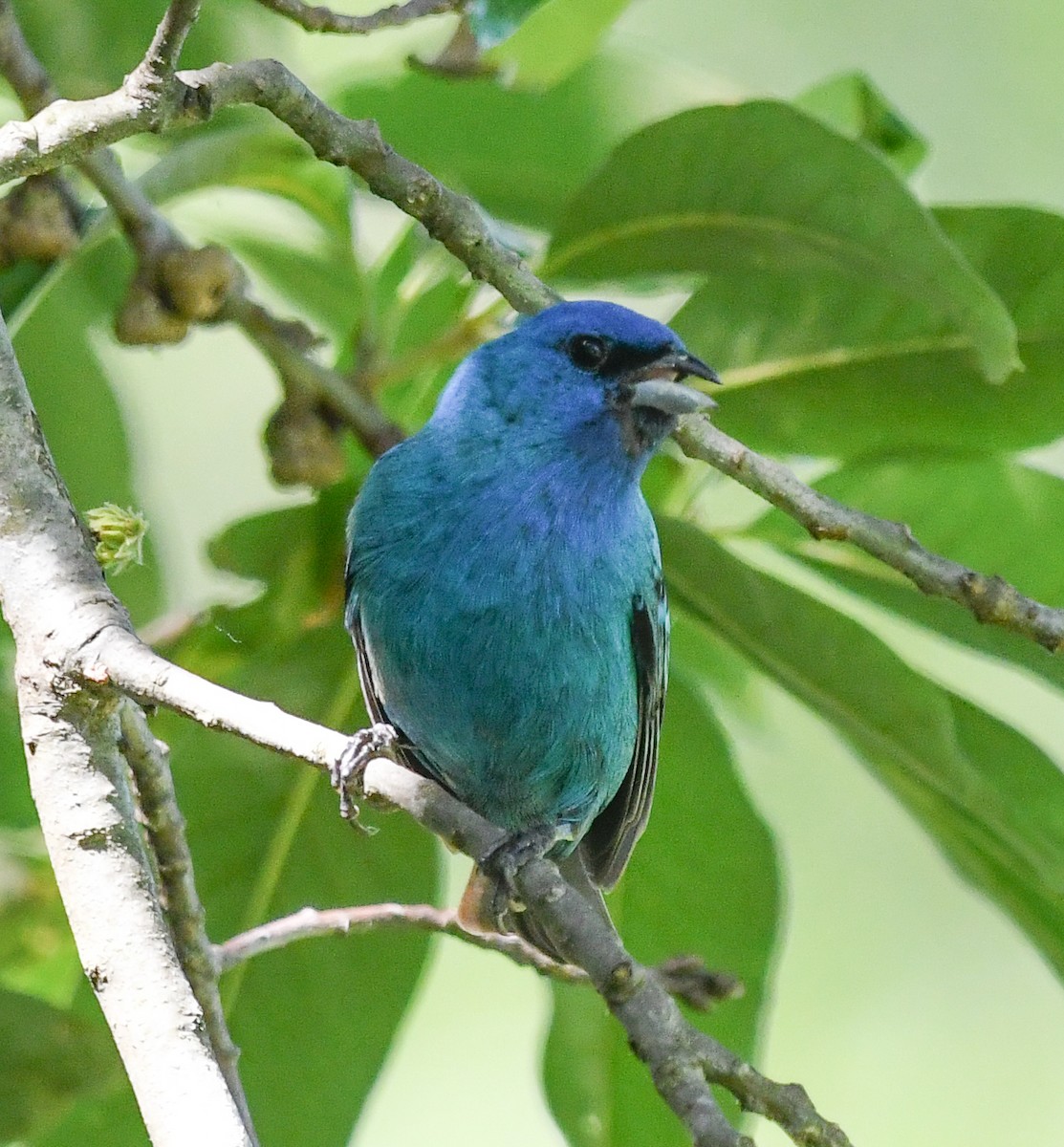 Indigo Bunting - ML620469609