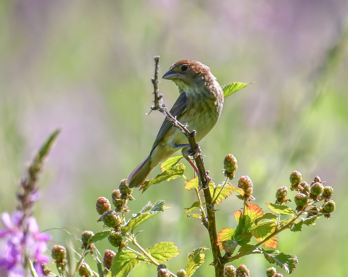 Indigo Bunting - ML620469610