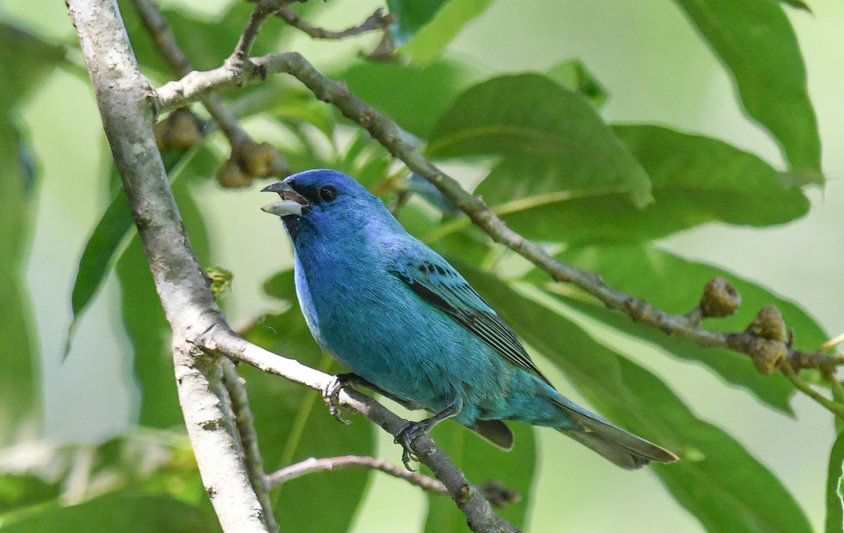 Indigo Bunting - ML620469612