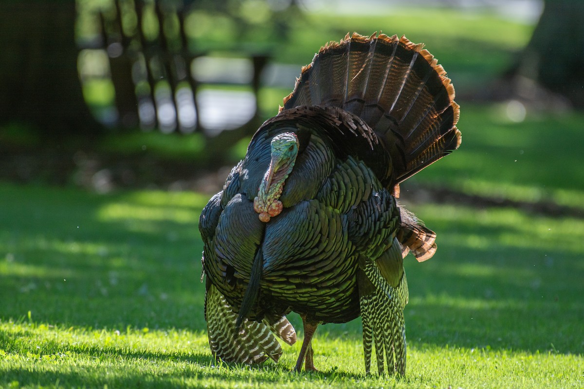 Wild Turkey - ML620469613