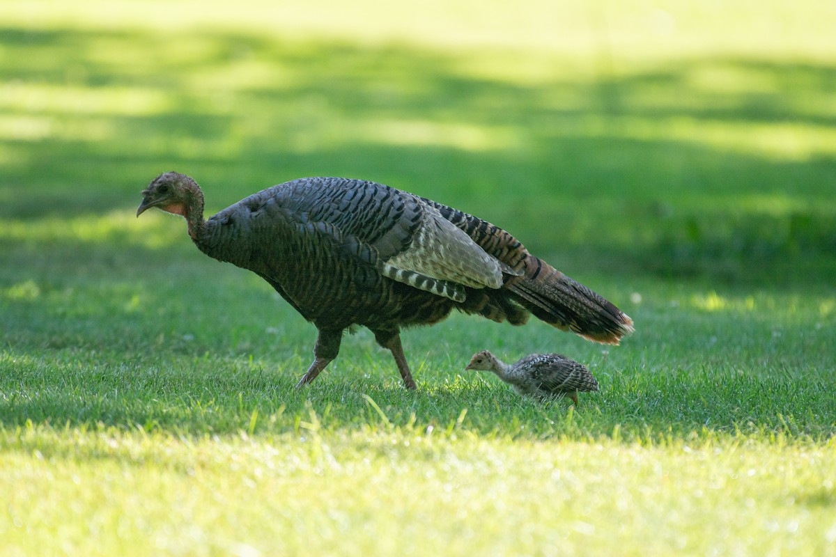 Wild Turkey - ML620469614