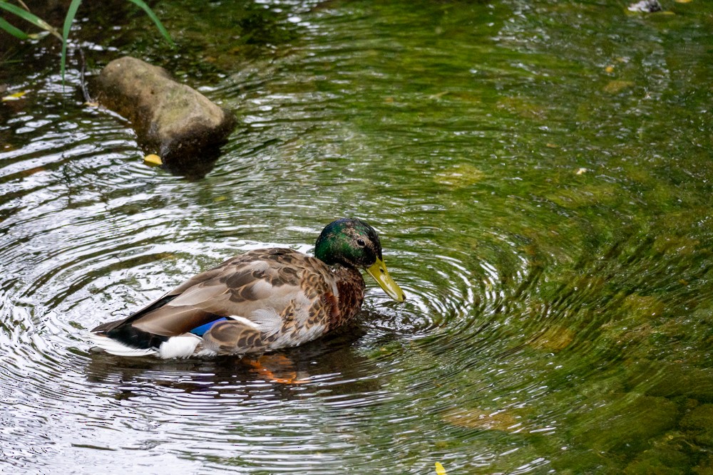 Canard colvert - ML620469615