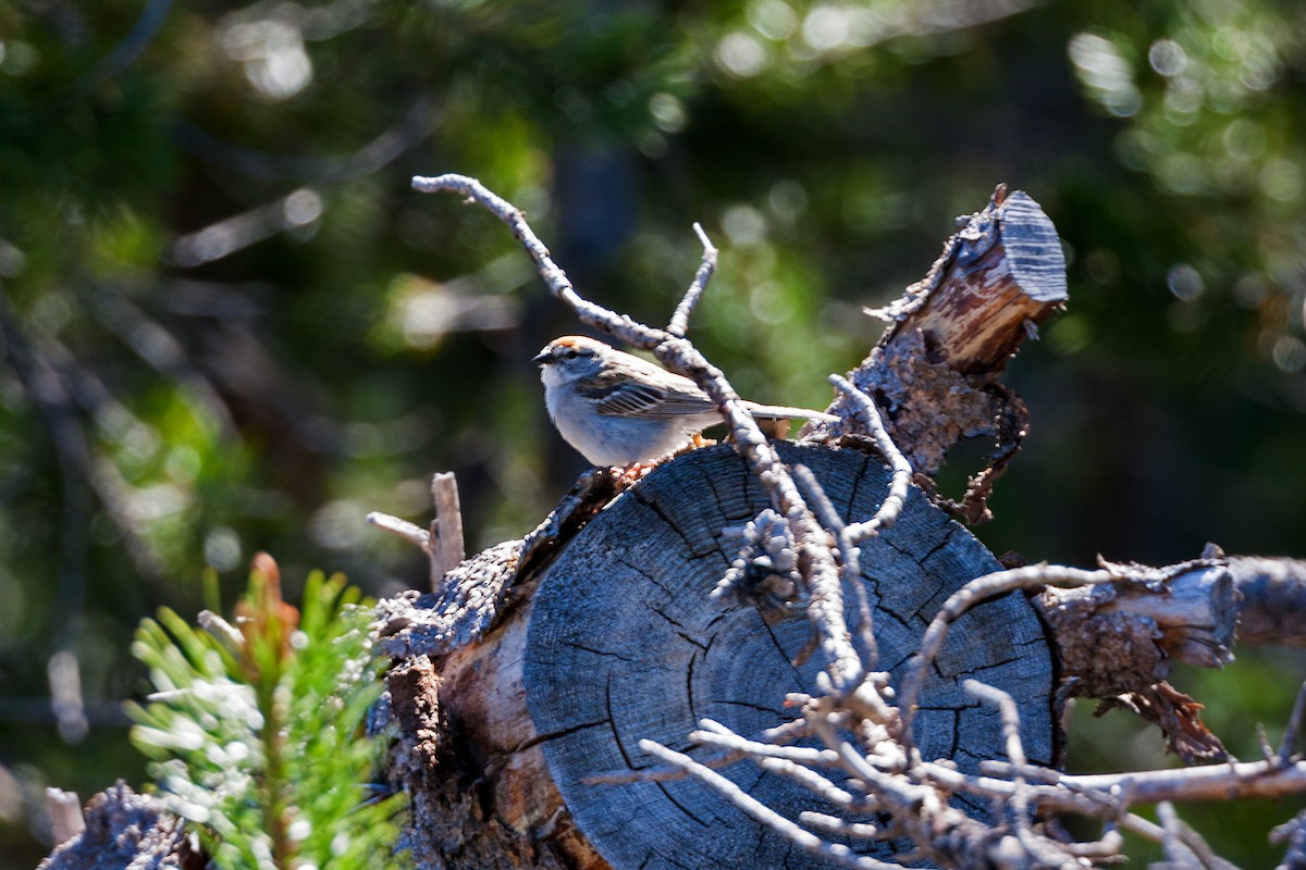 Chipping Sparrow - ML620469617