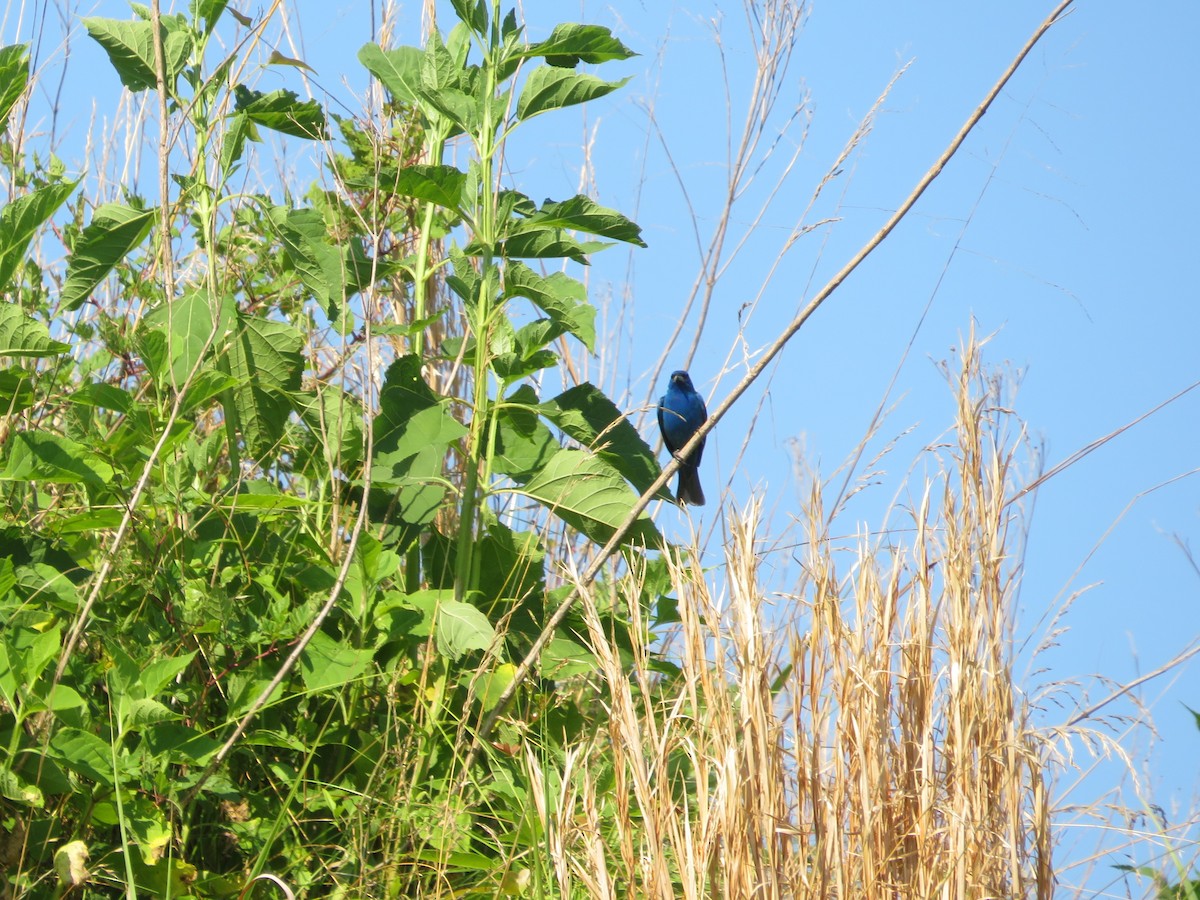 Indigo Bunting - ML620469619