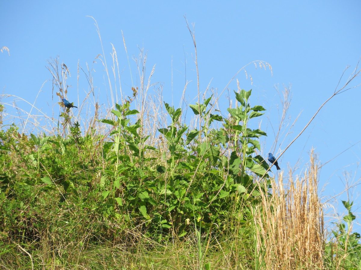 Indigo Bunting - ML620469626