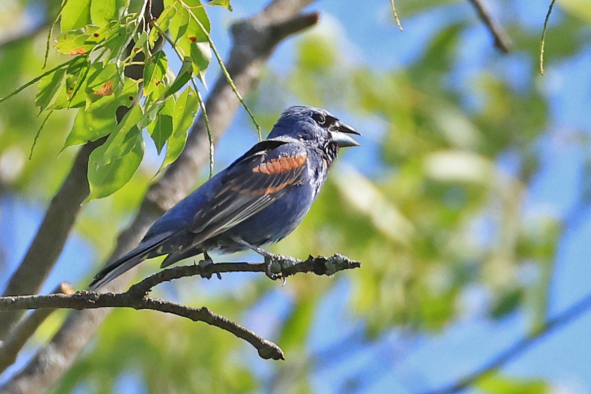 Blue Grosbeak - ML620469628