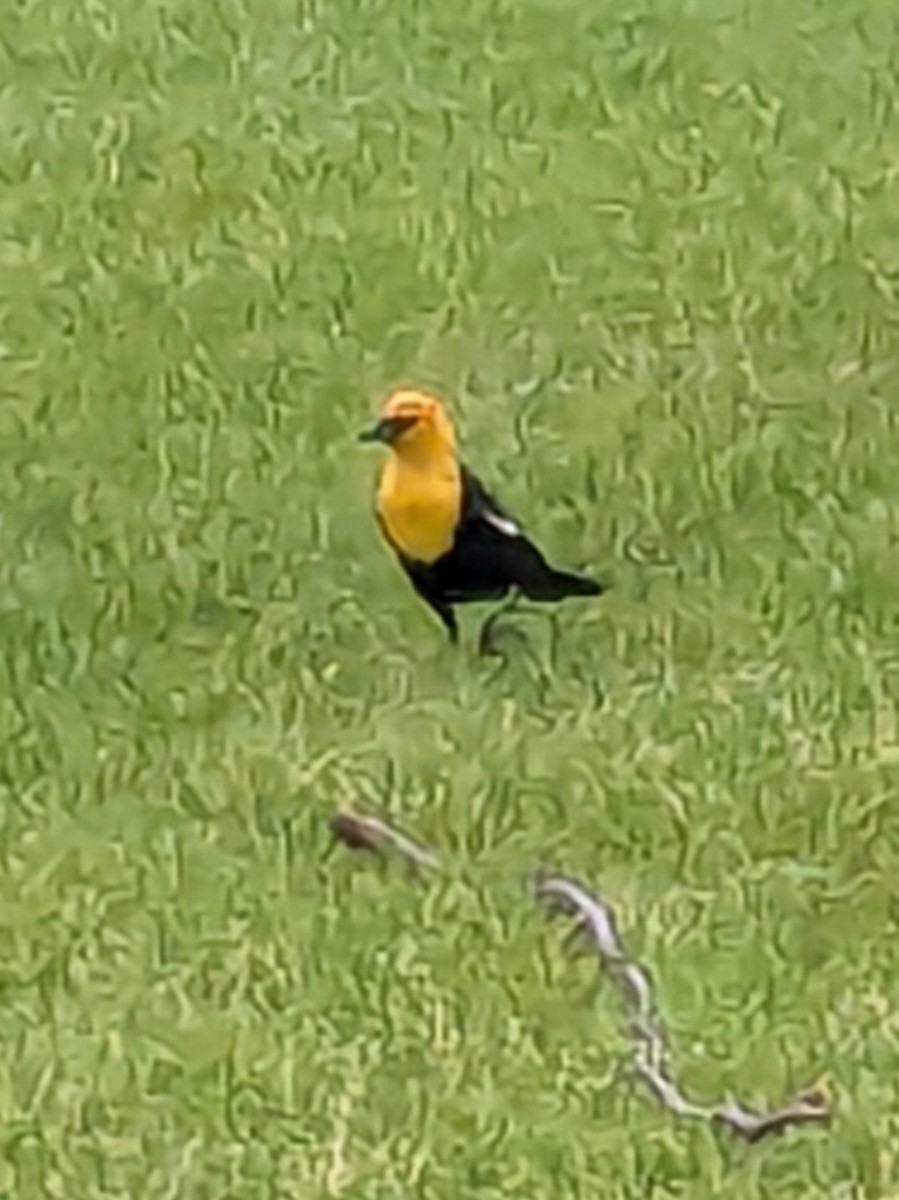 Yellow-headed Blackbird - ML620469629