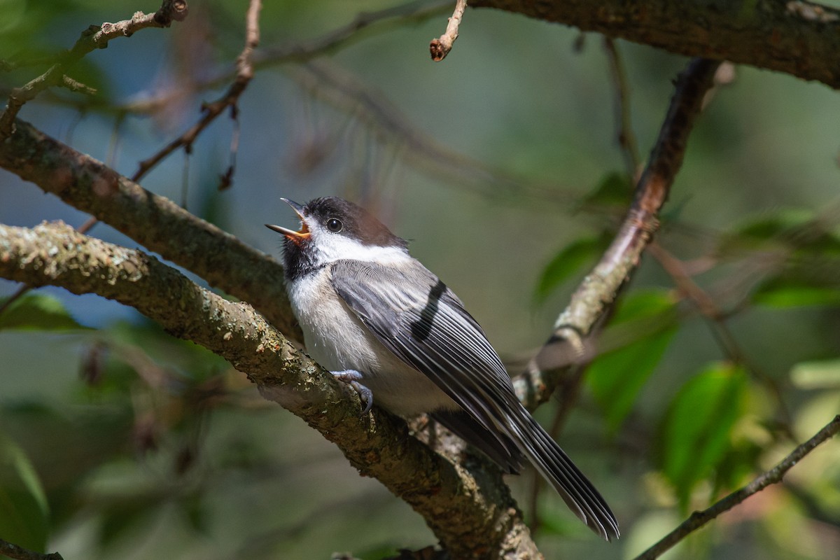 Black-capped Chickadee - Lisa Nasta