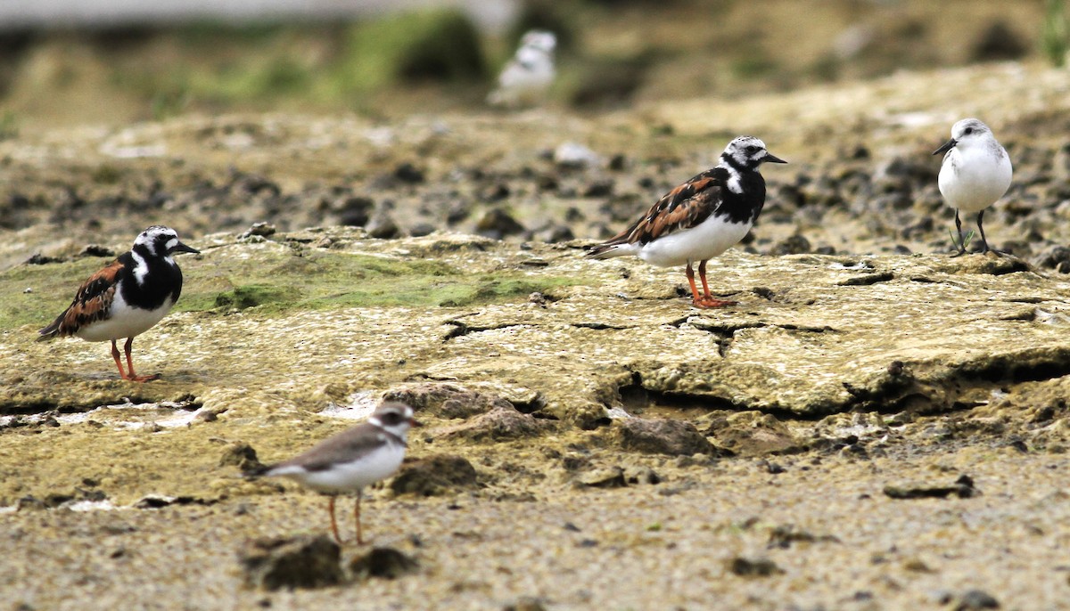 Ruddy Turnstone - ML620469632