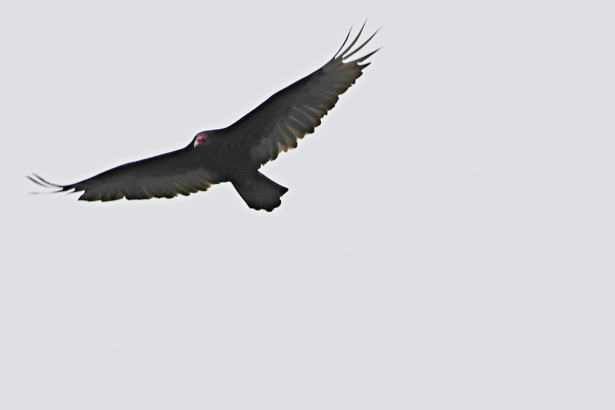 Turkey Vulture - ML620469633