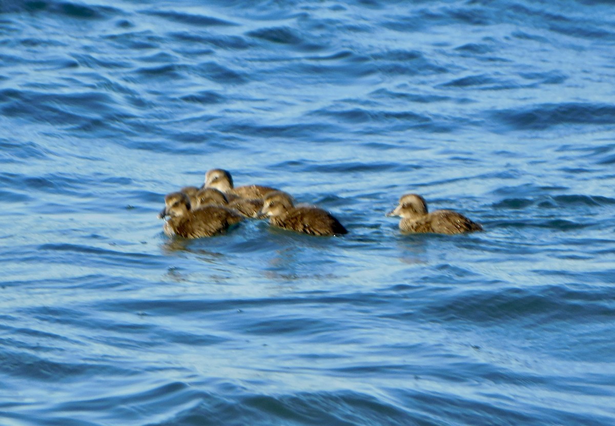 Eider arrunta - ML620469638