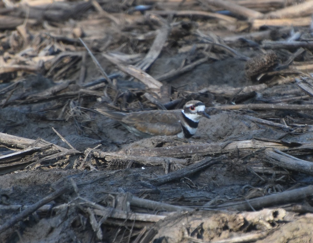 Killdeer - ML620469648