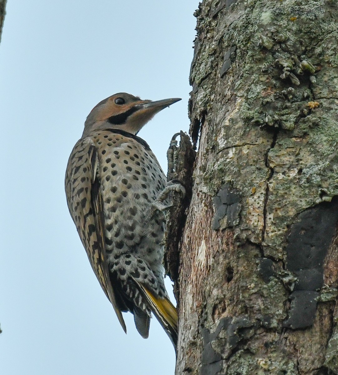 Northern Flicker (Yellow-shafted) - ML620469649