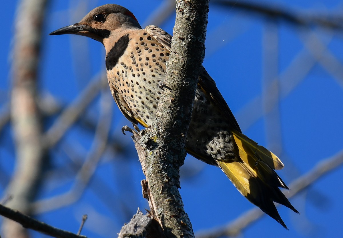 Northern Flicker (Yellow-shafted) - ML620469650