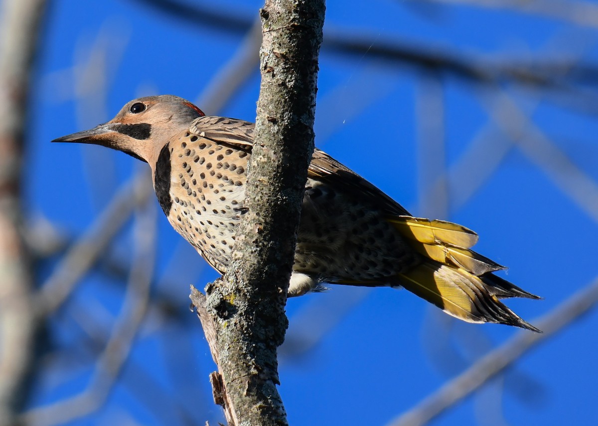 Northern Flicker (Yellow-shafted) - ML620469651