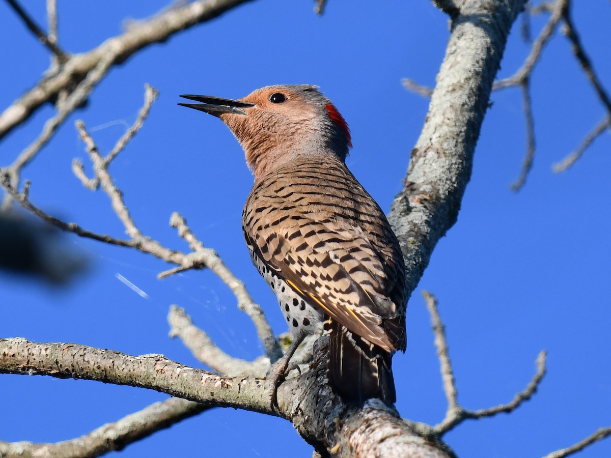 Northern Flicker (Yellow-shafted) - ML620469652