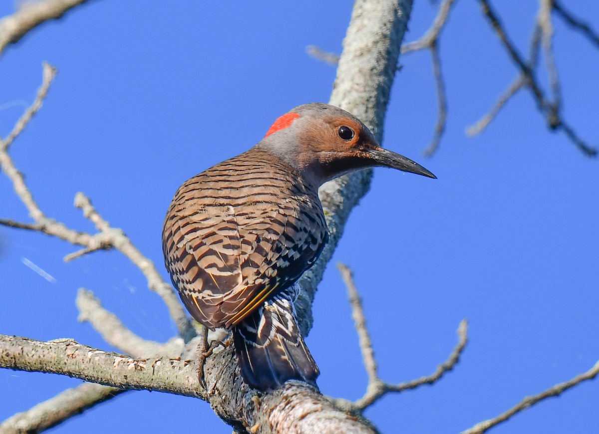 Northern Flicker (Yellow-shafted) - ML620469653