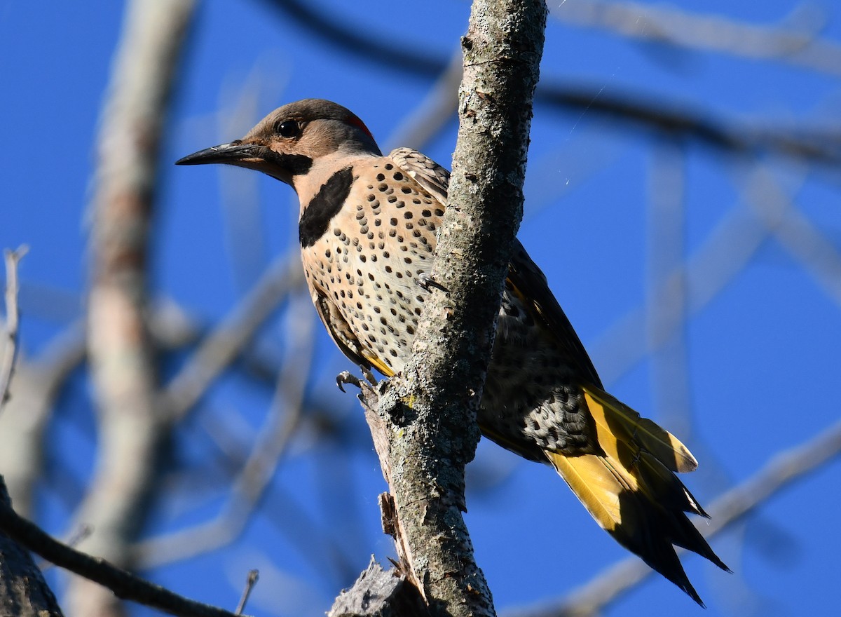 Northern Flicker (Yellow-shafted) - Elaine Thomas