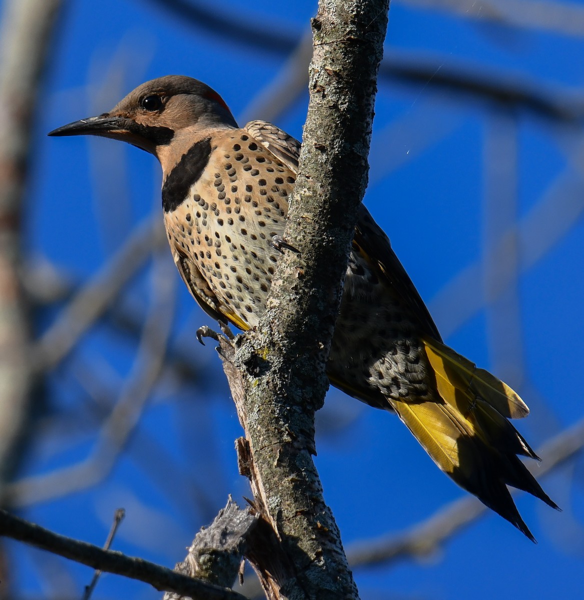 Northern Flicker (Yellow-shafted) - ML620469655