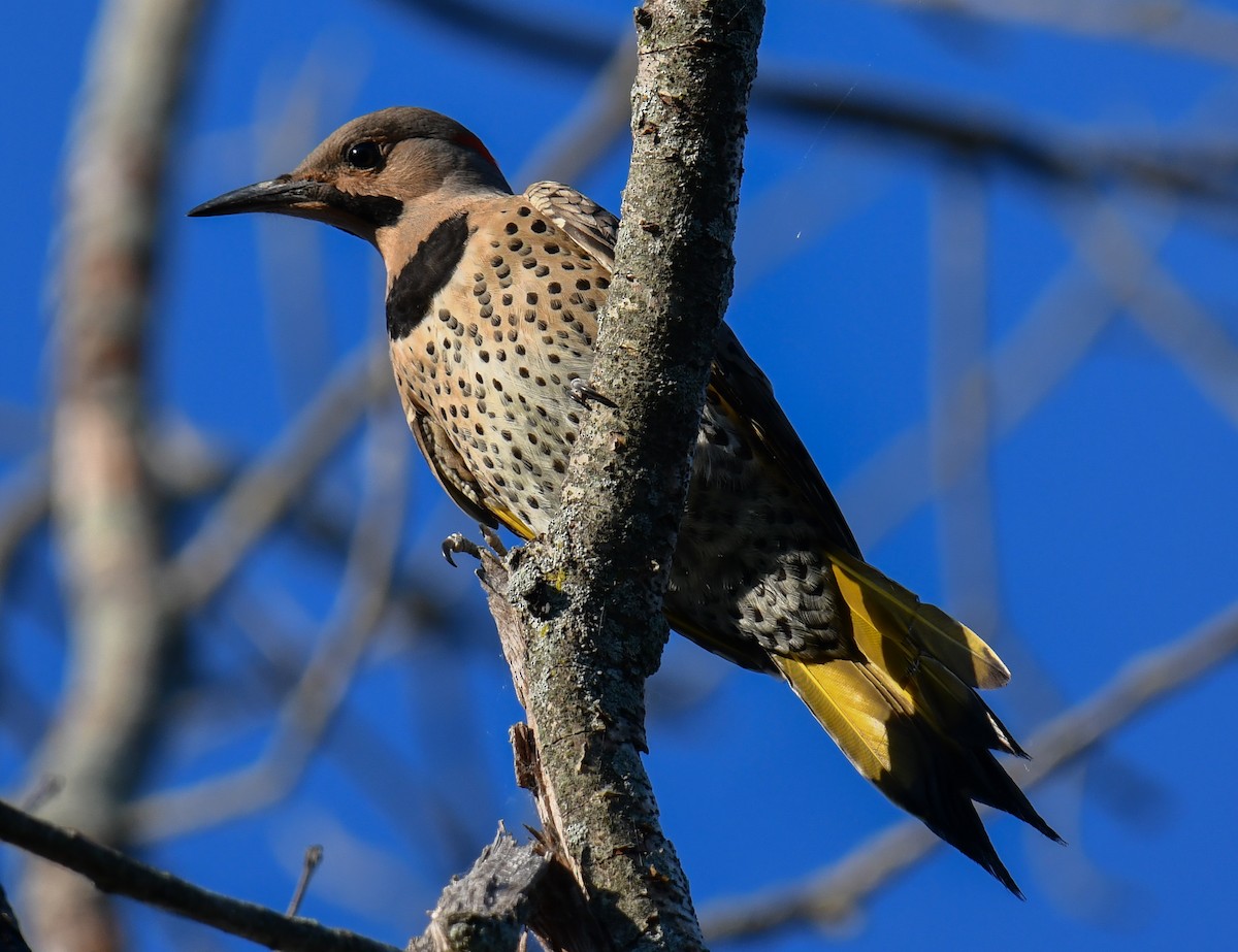 Northern Flicker (Yellow-shafted) - ML620469656