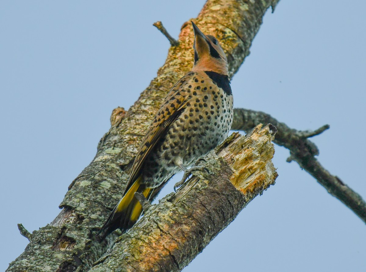 Northern Flicker (Yellow-shafted) - ML620469657