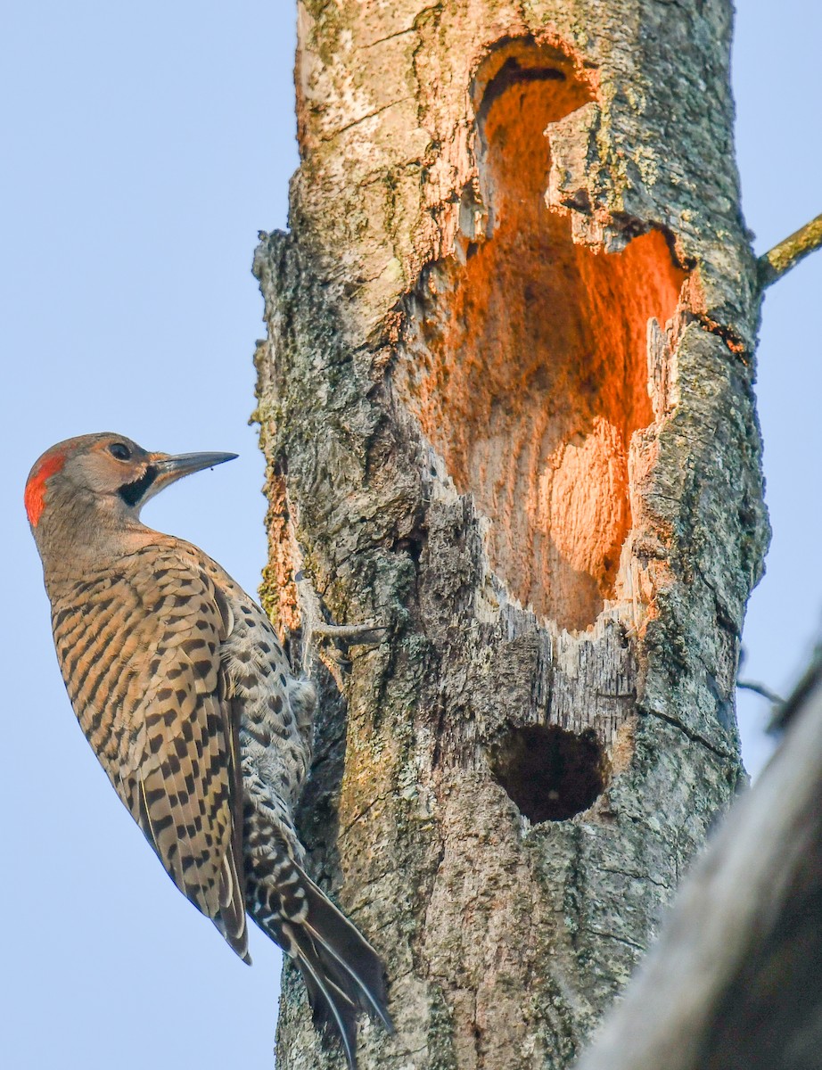 Northern Flicker (Yellow-shafted) - ML620469658