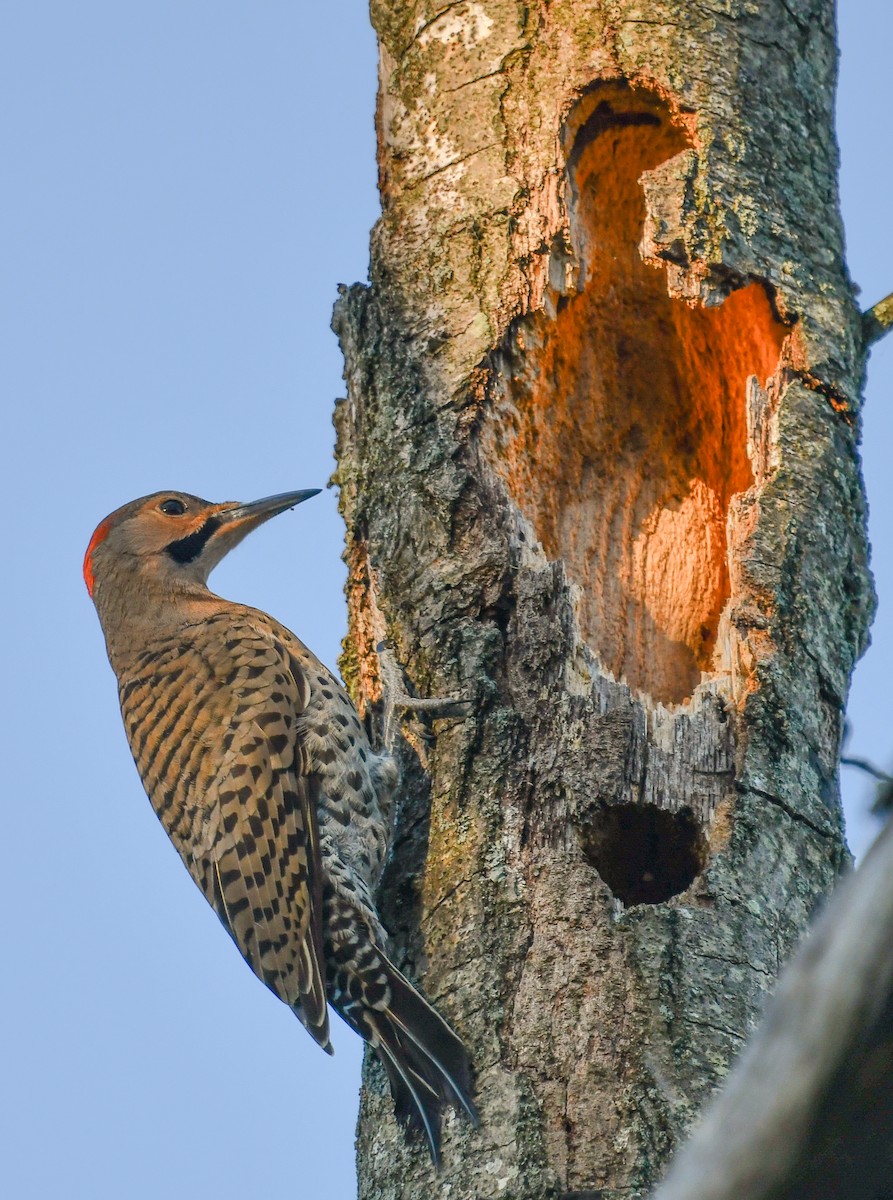 Northern Flicker (Yellow-shafted) - ML620469660